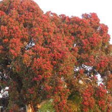 Load image into Gallery viewer, Adelaide Hills Bluegum (500g)
