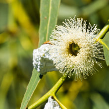 Load image into Gallery viewer, South East Mallee Honey (500g)
